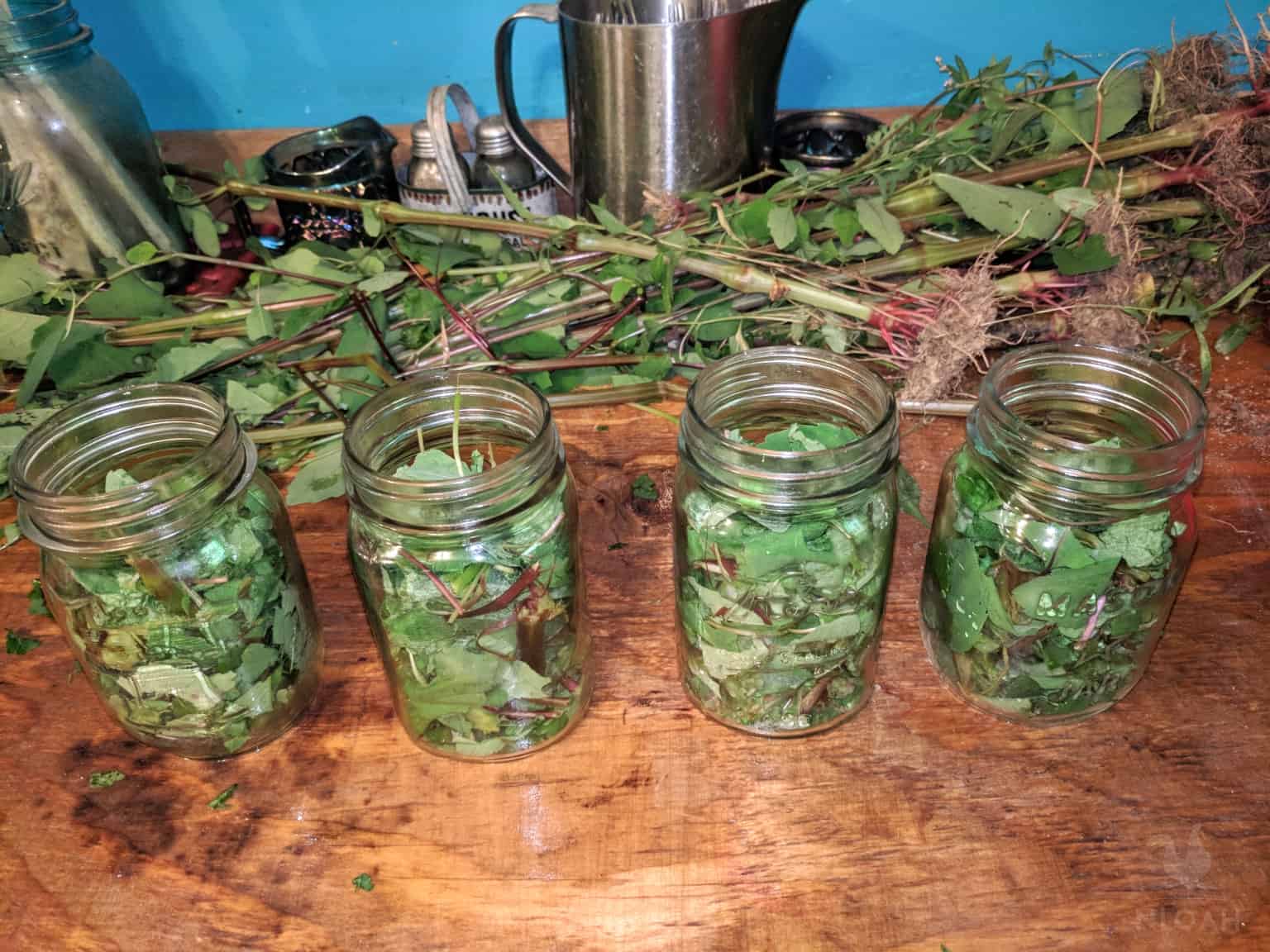 jewelweed stems and leaves in mason jar