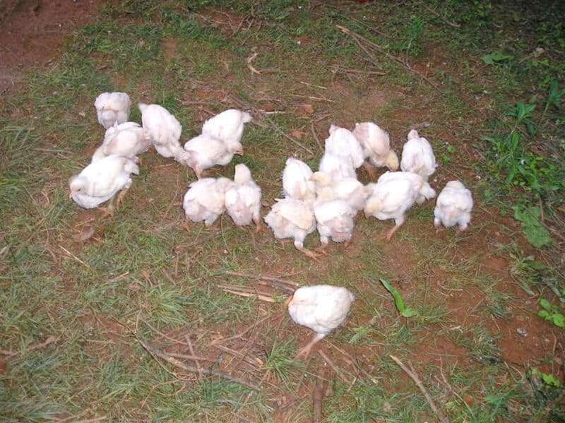 lots of leghorn baby chicks free-ranging