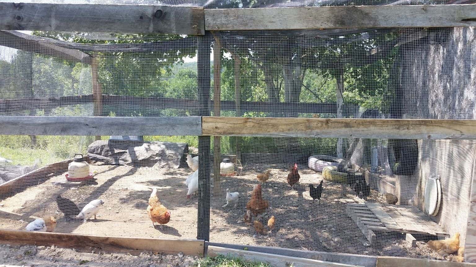 low cost chicken run with chickens inside