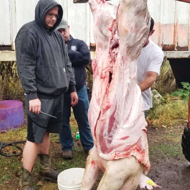 man getting ready to butcher a pig