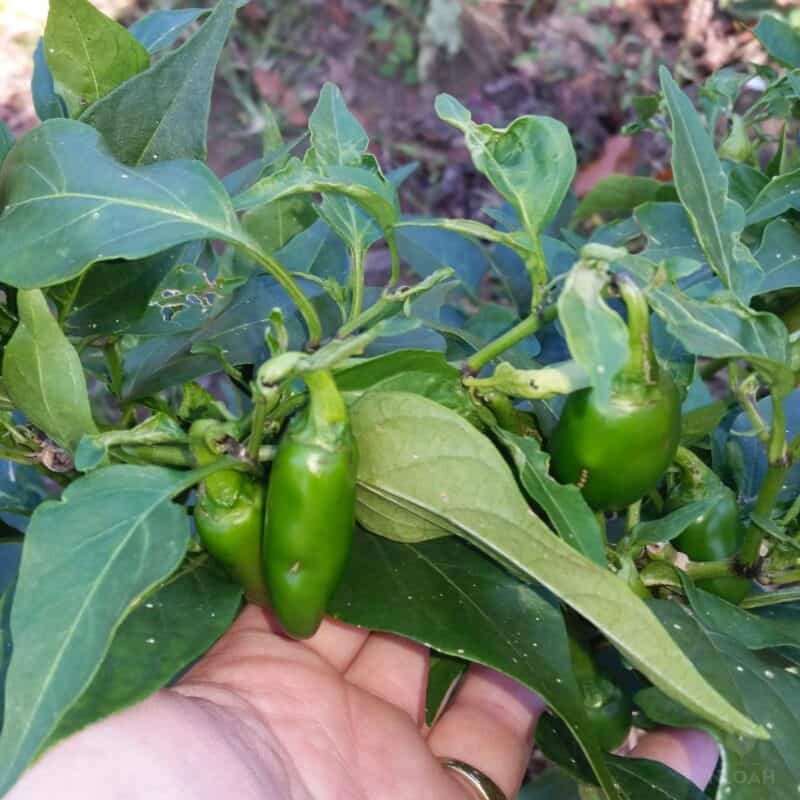 mature jalapeno pepper plant in outdoor garden