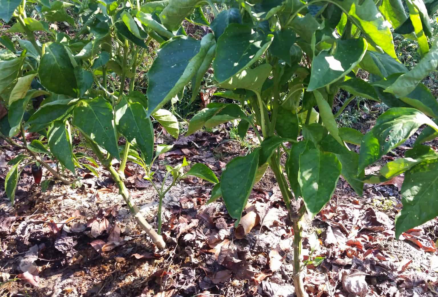 mature jalapeno plants in the garden