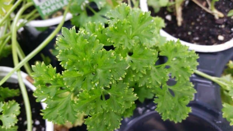 mature parsley in pot