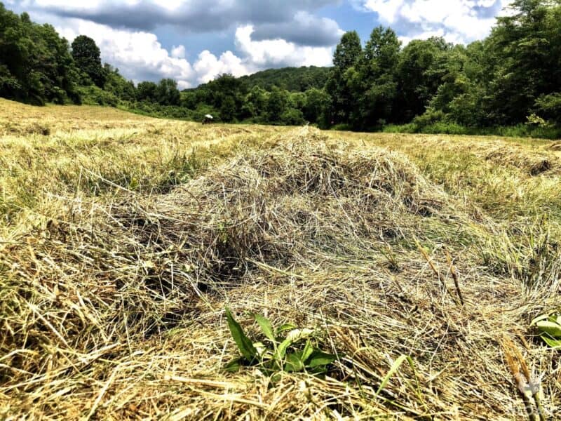 mound up hay in the field