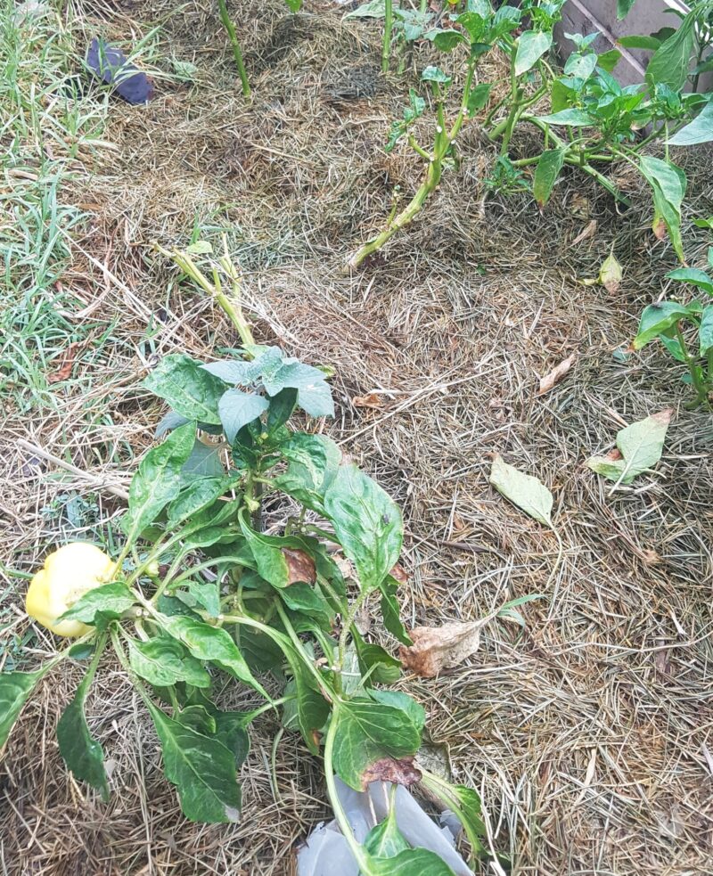 mulch on top of soil in-between plants