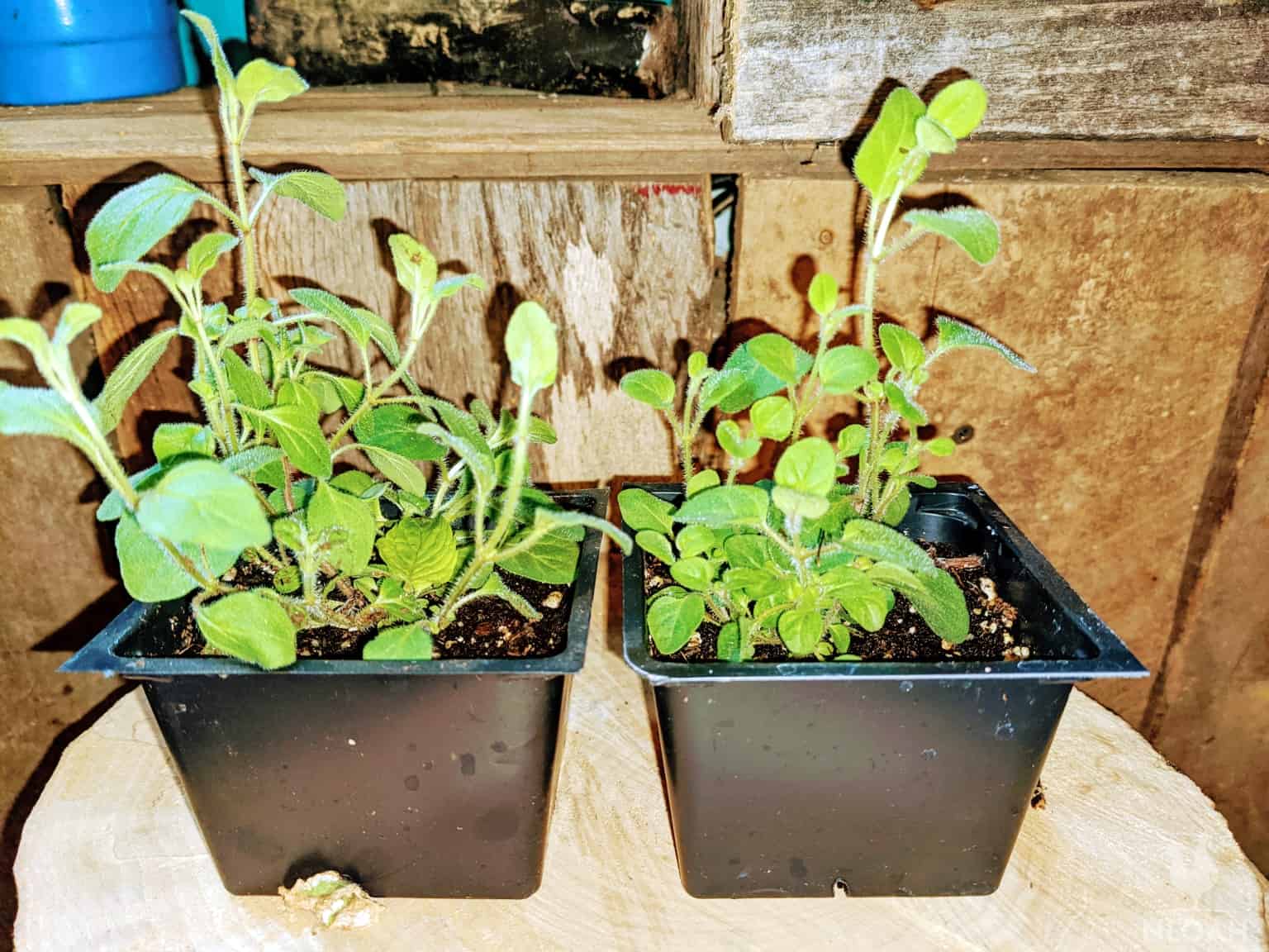 oregano plants in two containers