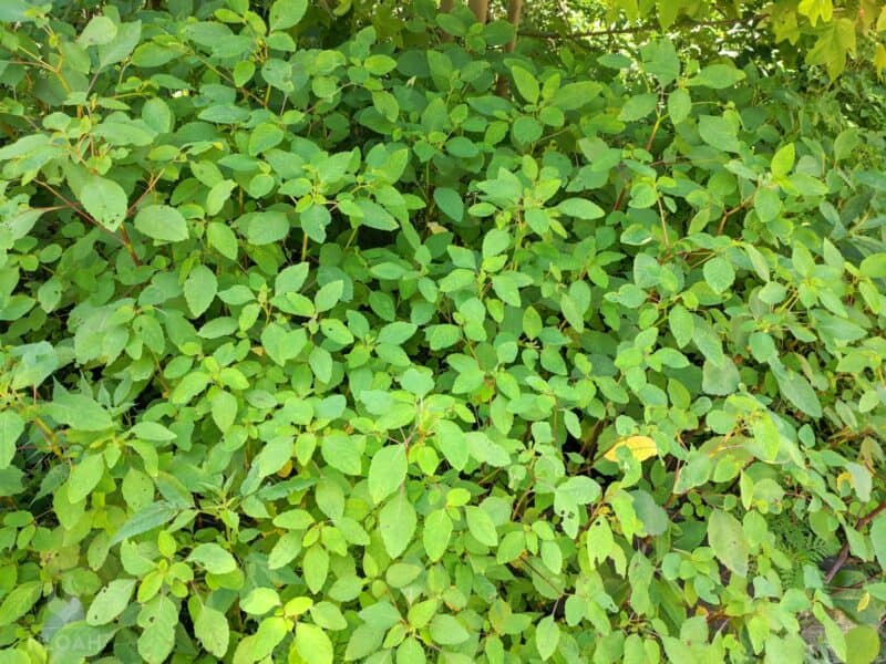 patch of jewelweed