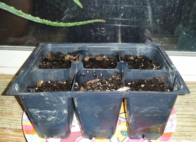 planted jalapeno seeds in tray