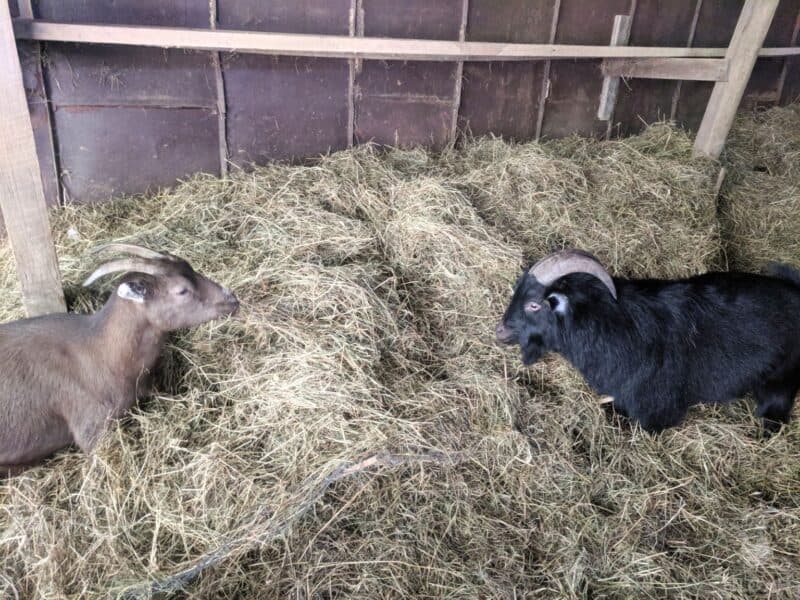 pygmy goat and Nigerian dwarf goat eating hay