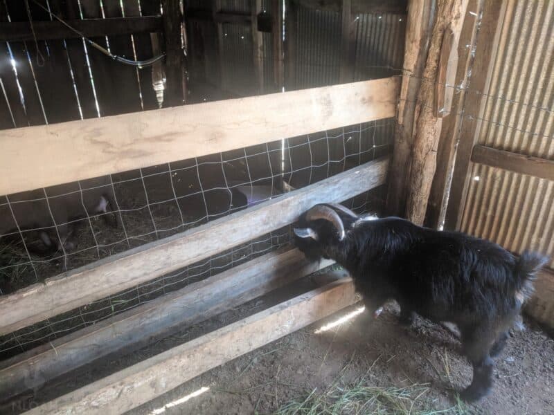 pygmy goat checking in on its kids