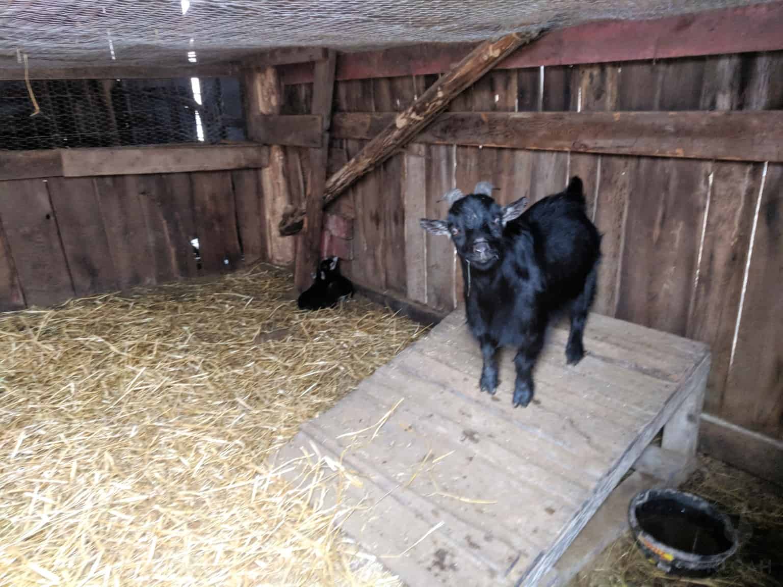 pygmy goat in its pen