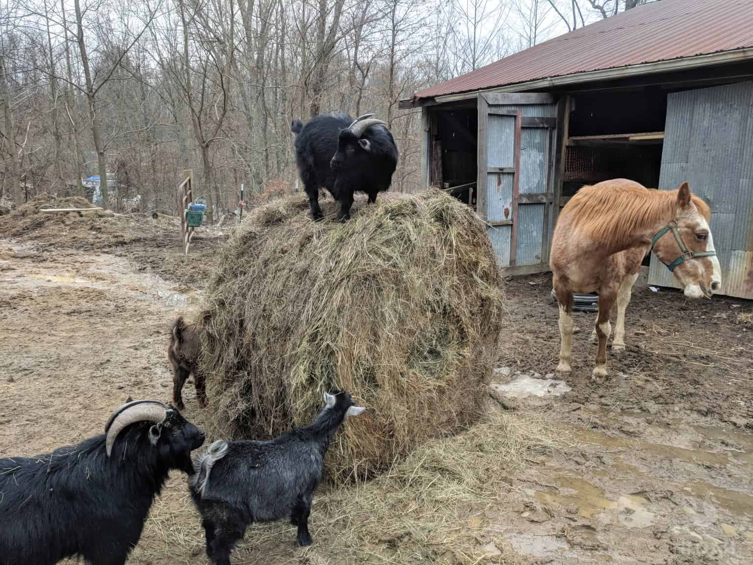 pygmy goats eating hay next to horse