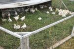 A Joel Salatin-style chicken tractor with Cornish cross chicks inside
