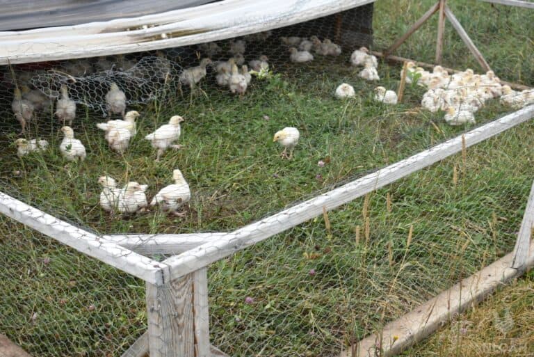 15 Clever Ways To Keep Hawks Away From Chickens