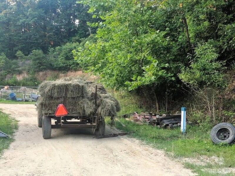 transporting hay to the barn using a bandwagon