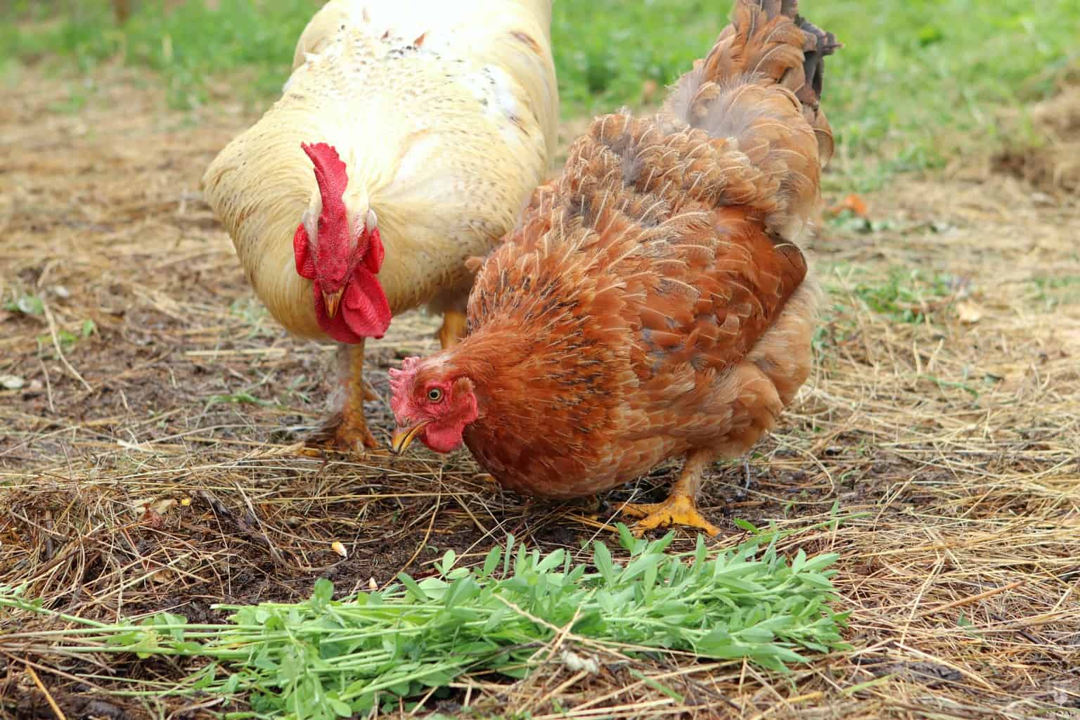 two chickens eating alfalfa