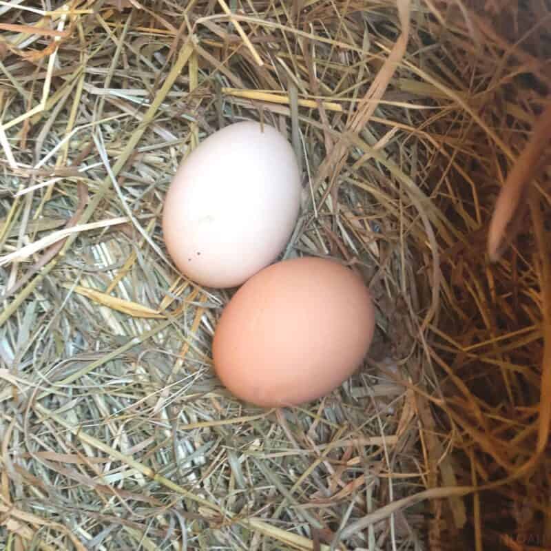 two light brown Wyandotte Eggs