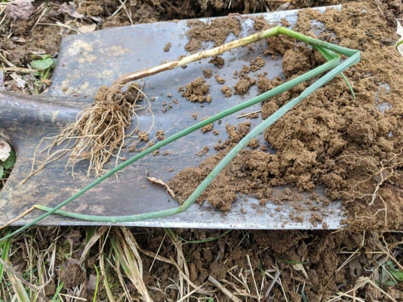 a dug up wild onion plant on a shovel