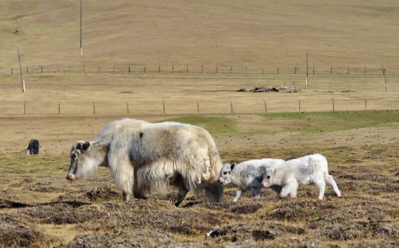 yak with baby yaks