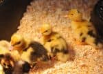 Ancona ducklings in brooder