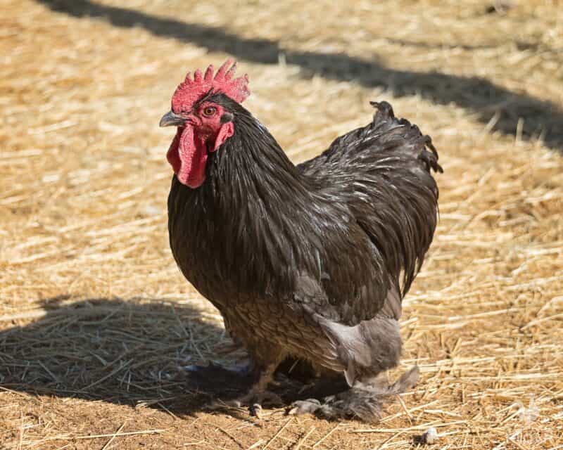 Bantam Black Cochin rooster
