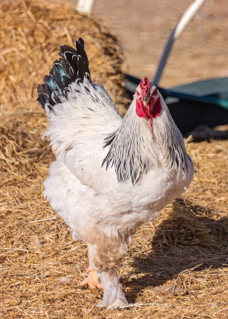 a Light Brahma rooster