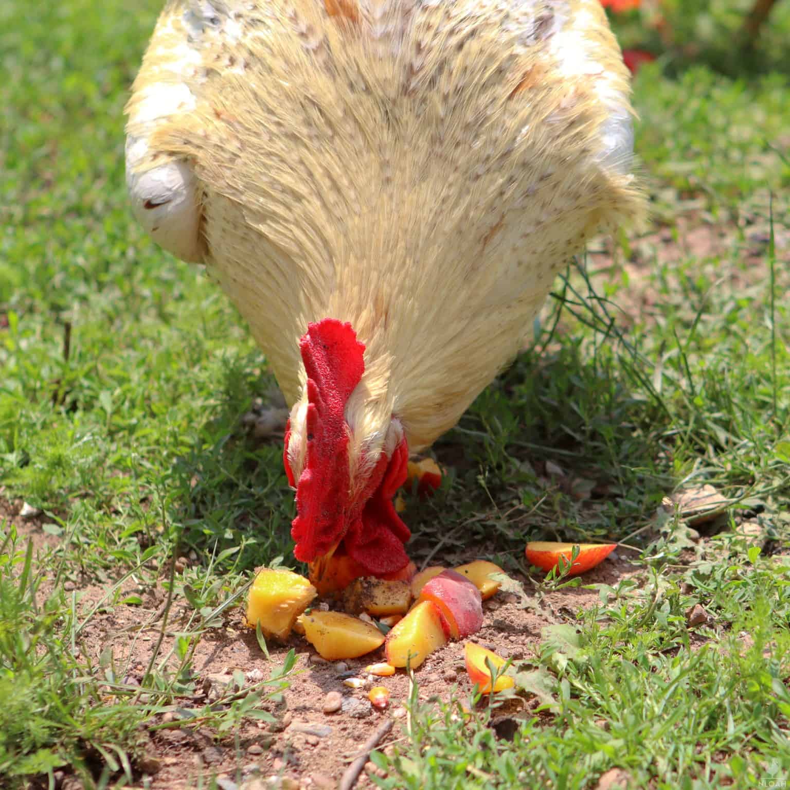 rooster eating a sliced peach