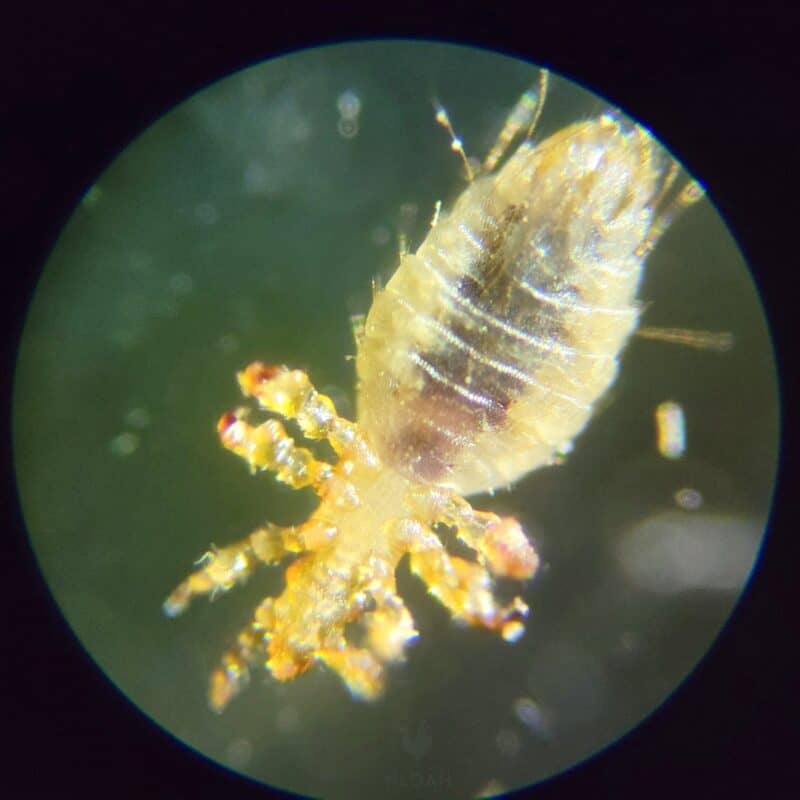 sucking lice from goat seen through microscope