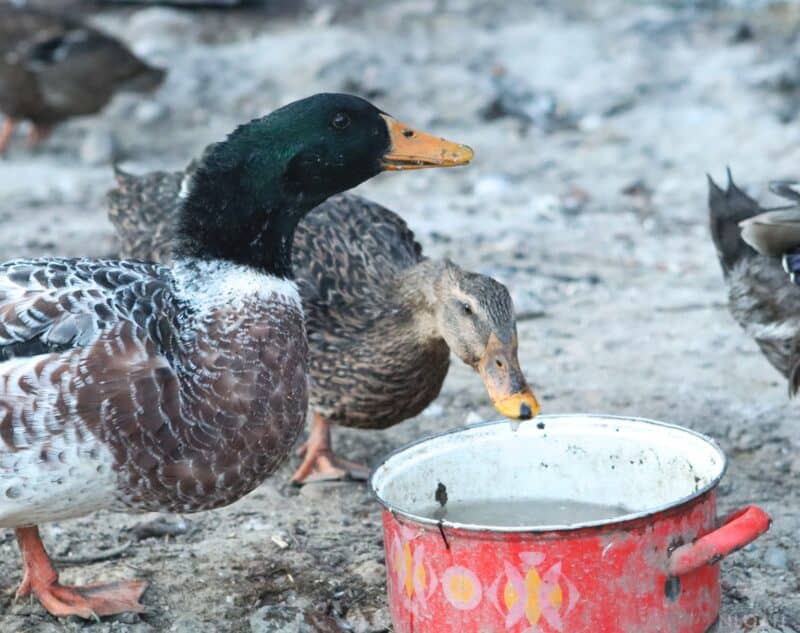 two ducks drinking water