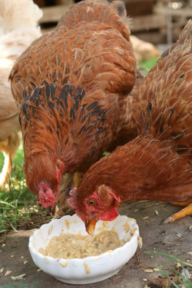 two hens eating a treat made from pumpkin and pumpkin seeds