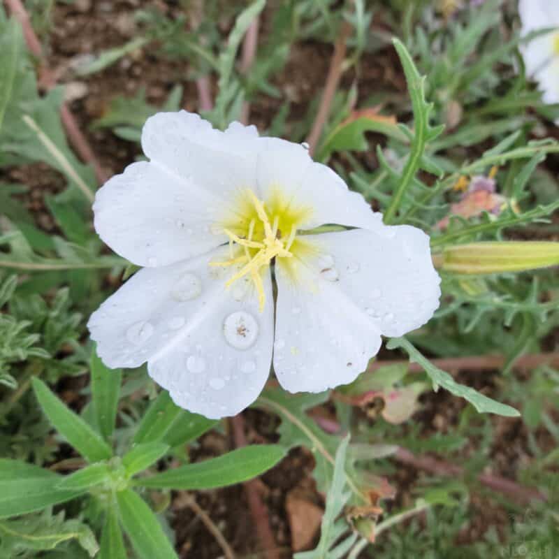 white evening primrose flower close-up