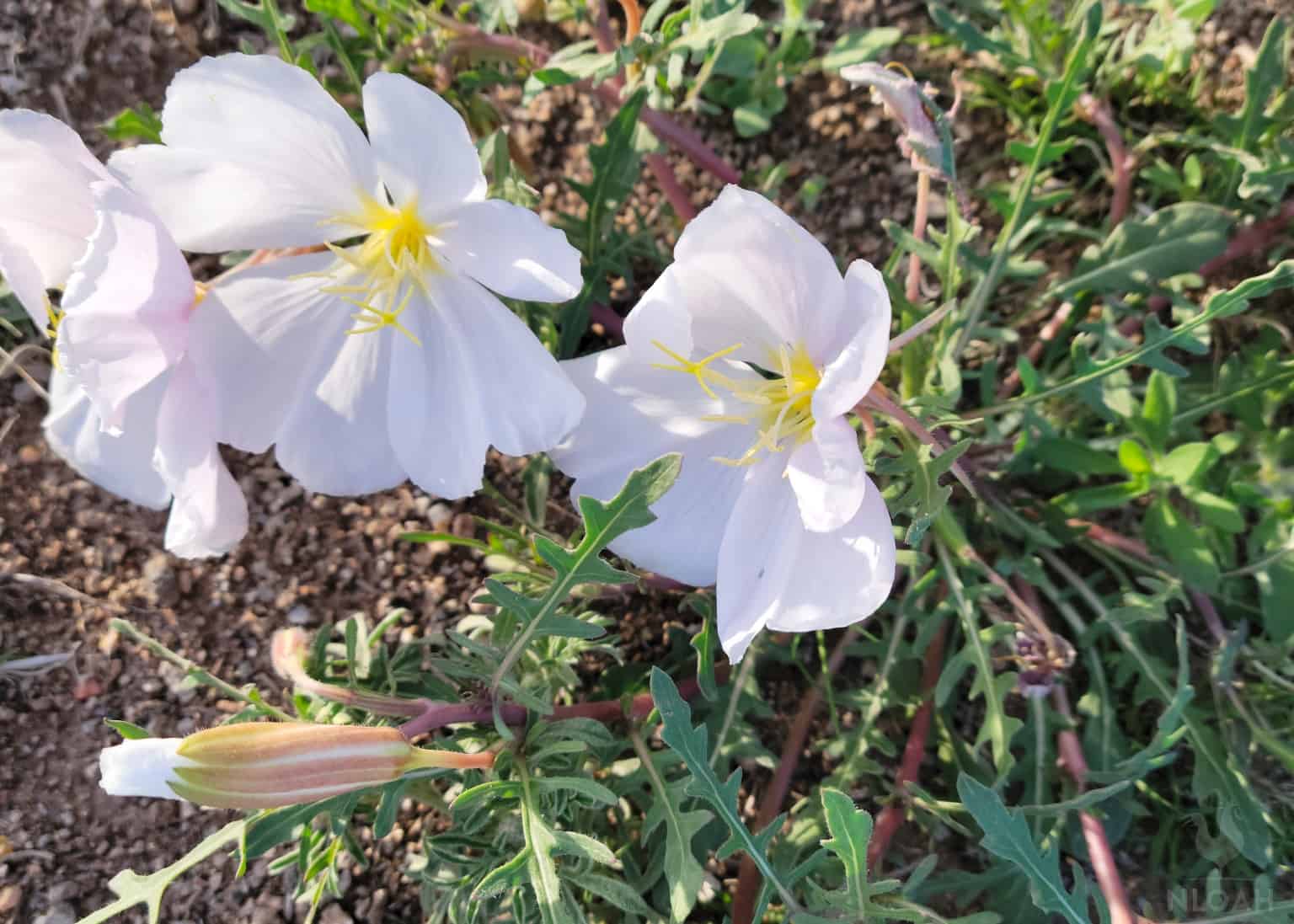 white evening primrose flowers and plant