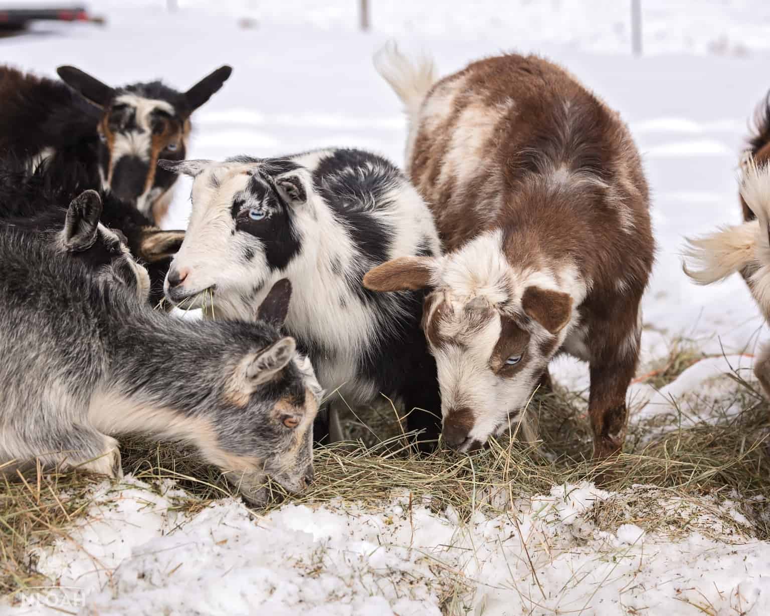 Nigerian Dwarf Goats eating hay, in snow
