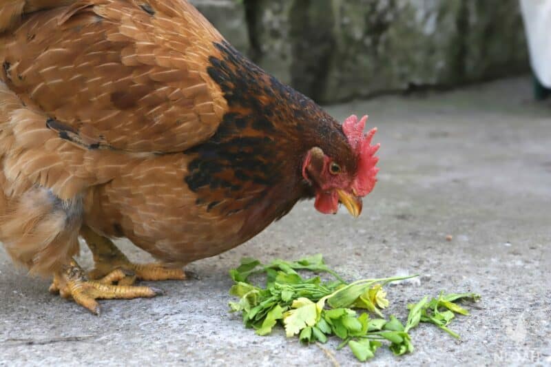 a chicken contemplating eating some parsley