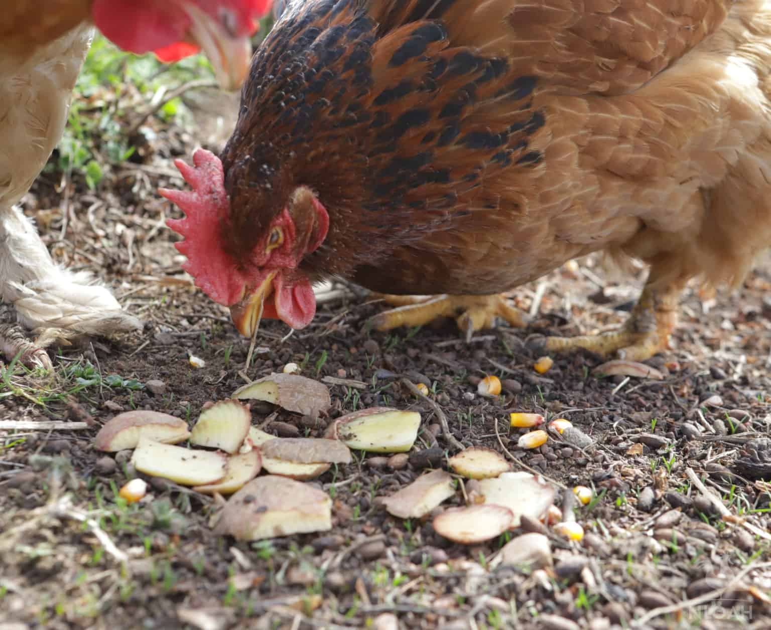 a chicken eating sliced potatoes