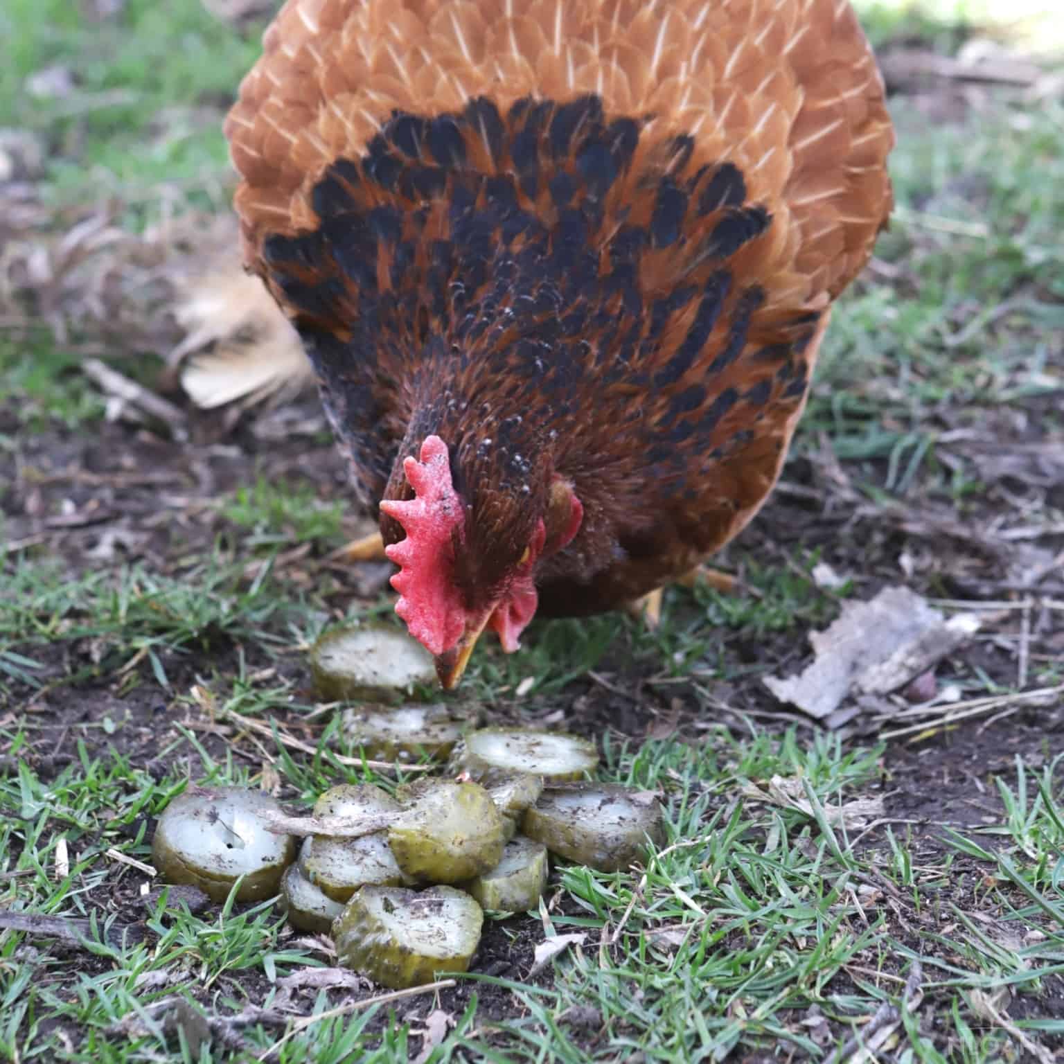 a chicken eating some pickles