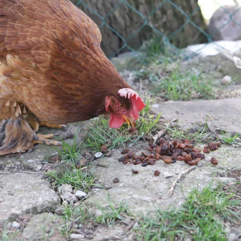 a chicken eating some raisings