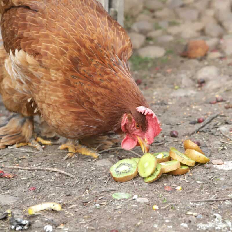 a chicken trying some sliced kiwi