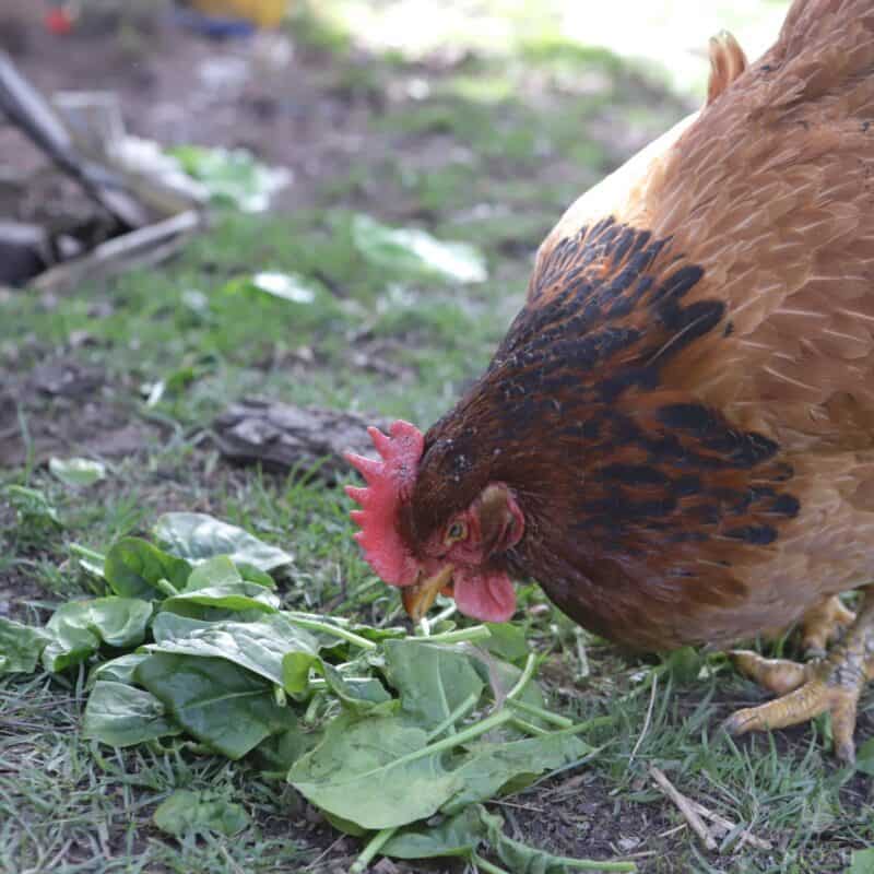 a hen eating spinach