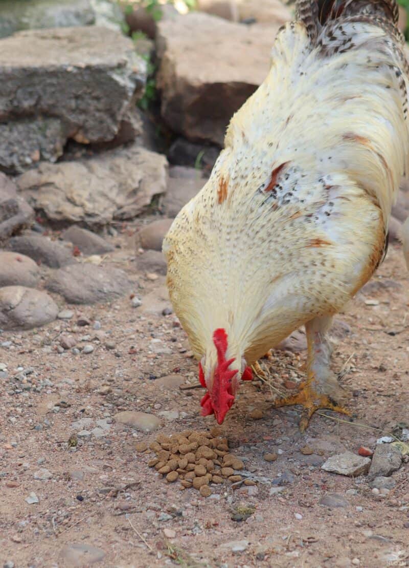a rooster trying dog food