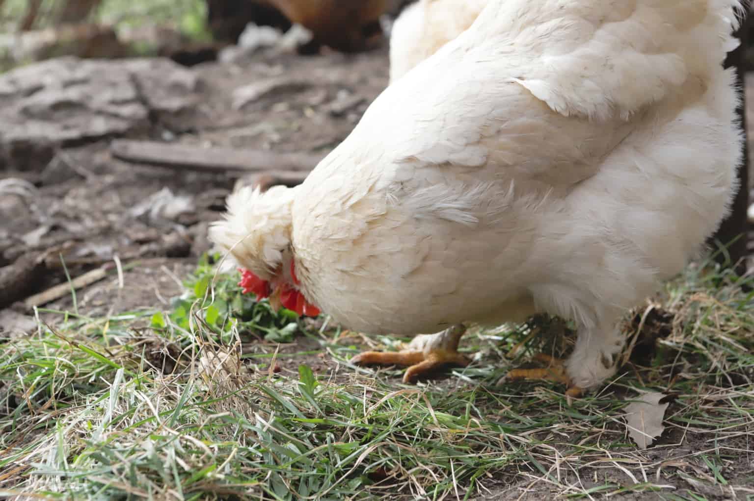 a white hen eating grass clippings