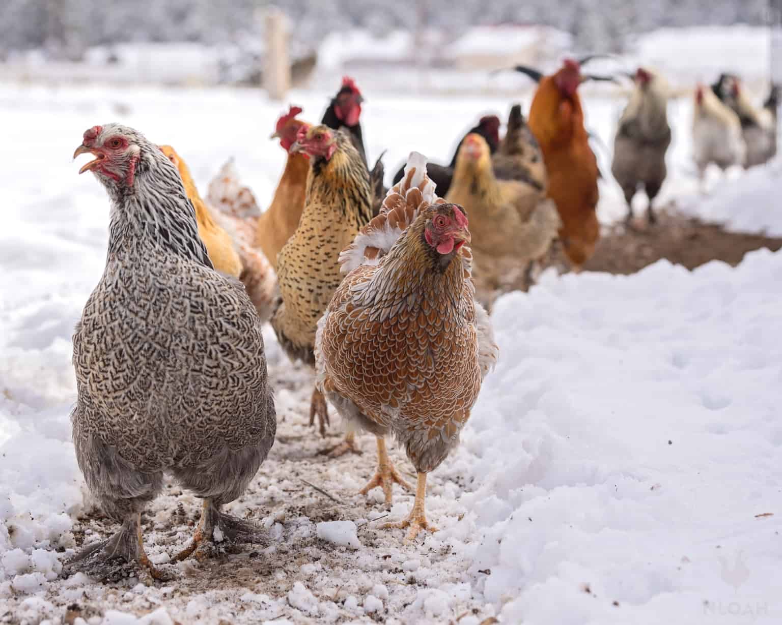 chicken flock using shoveled path to get through snow