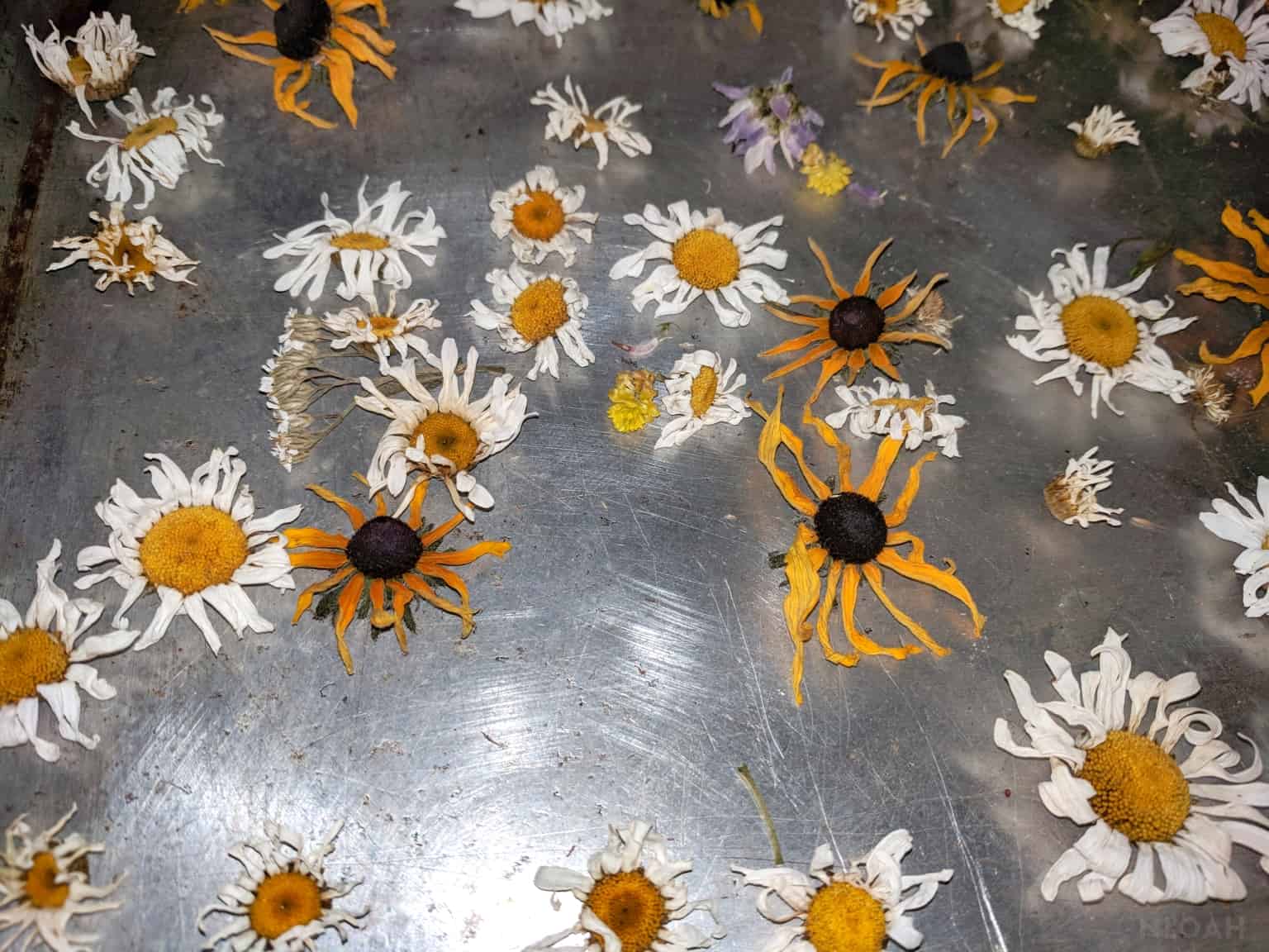 dehydrated flowers