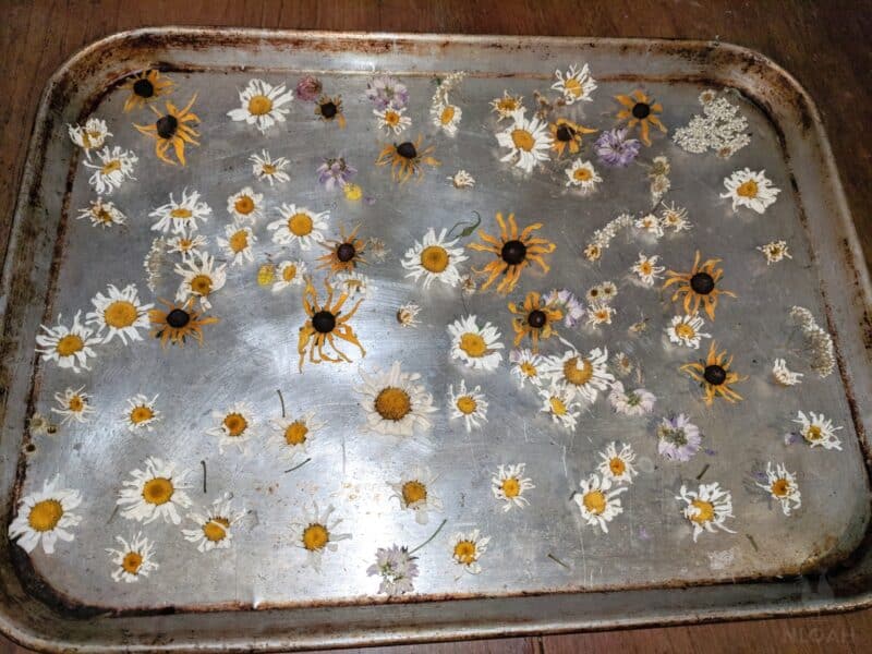 flower heads on metal tray