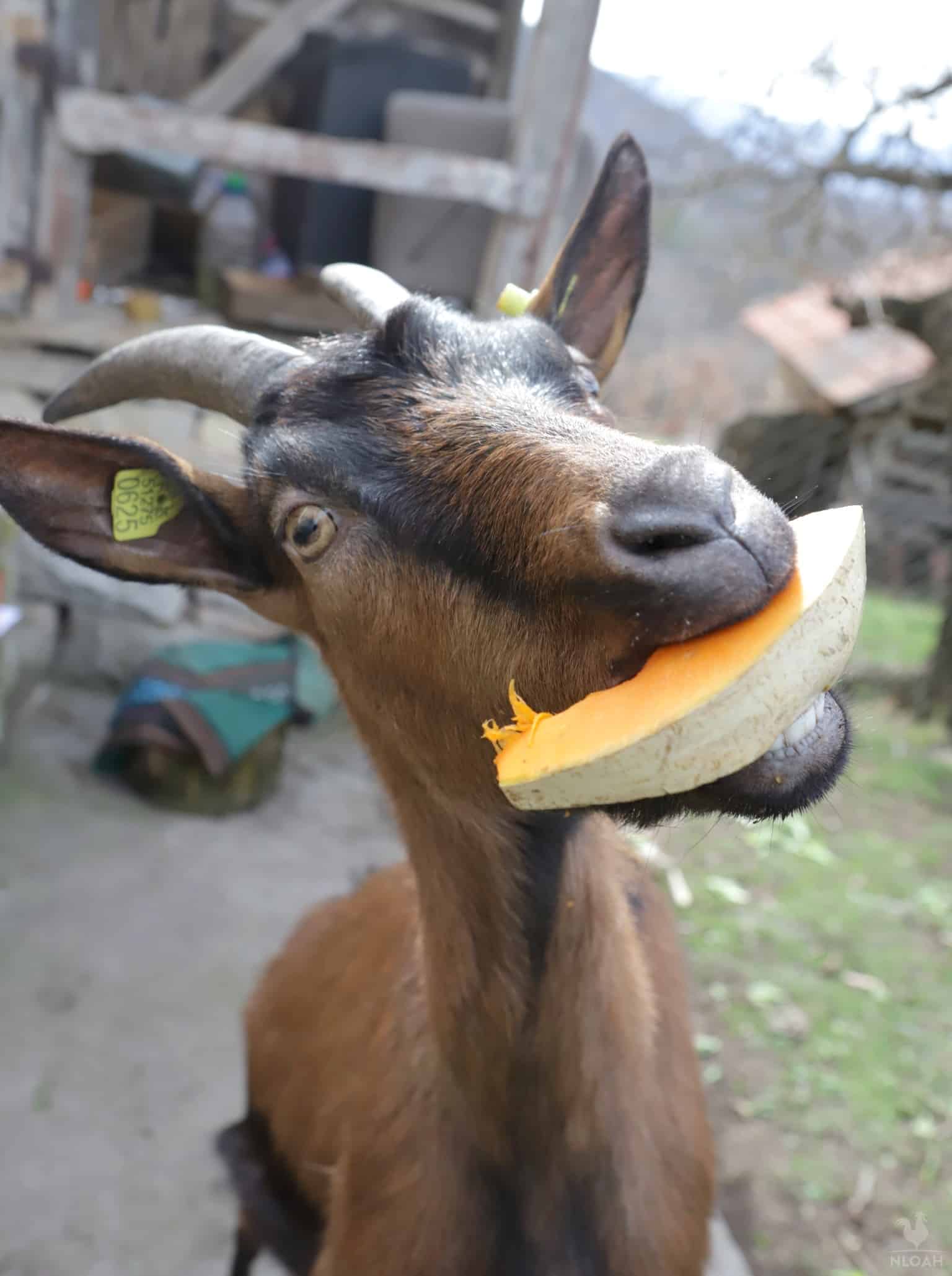 goat trying to eat a pumpkin slice