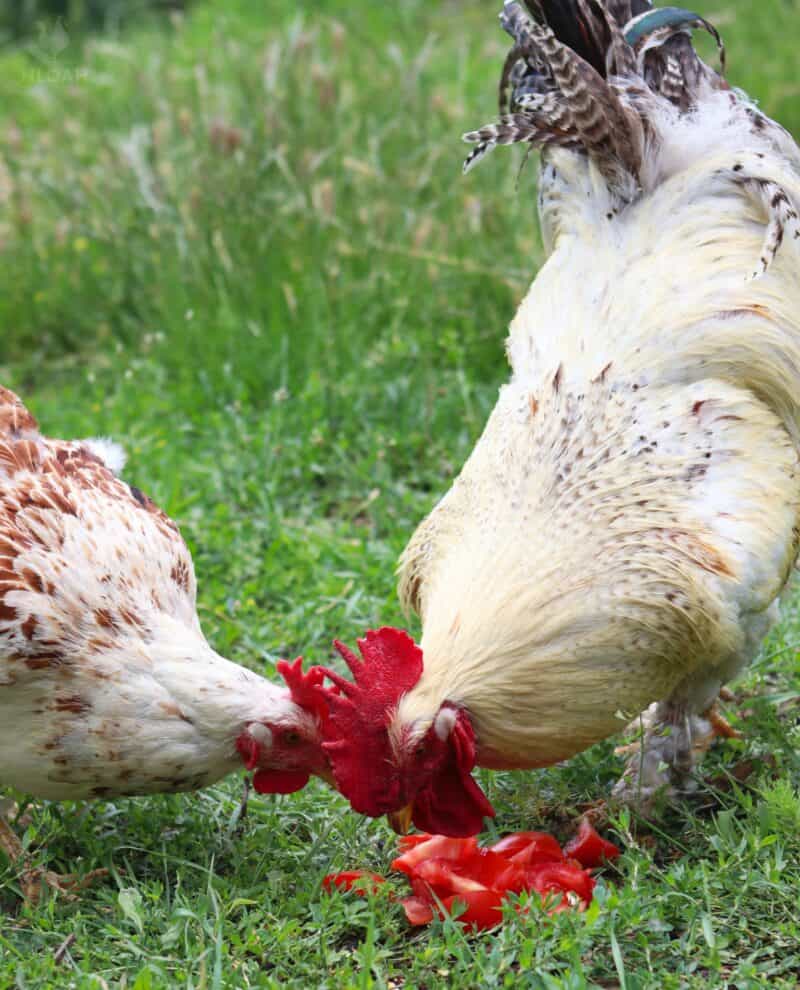 hen and rooster sharing a tomato