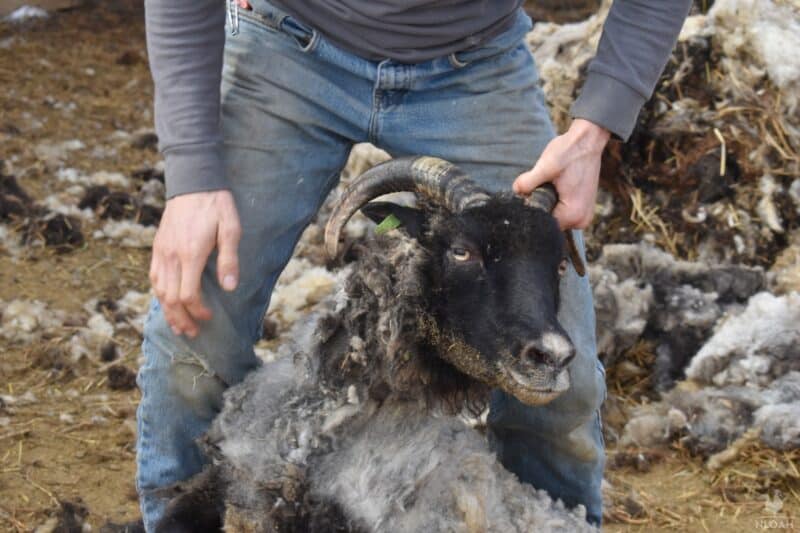 holding a sheep to shear it