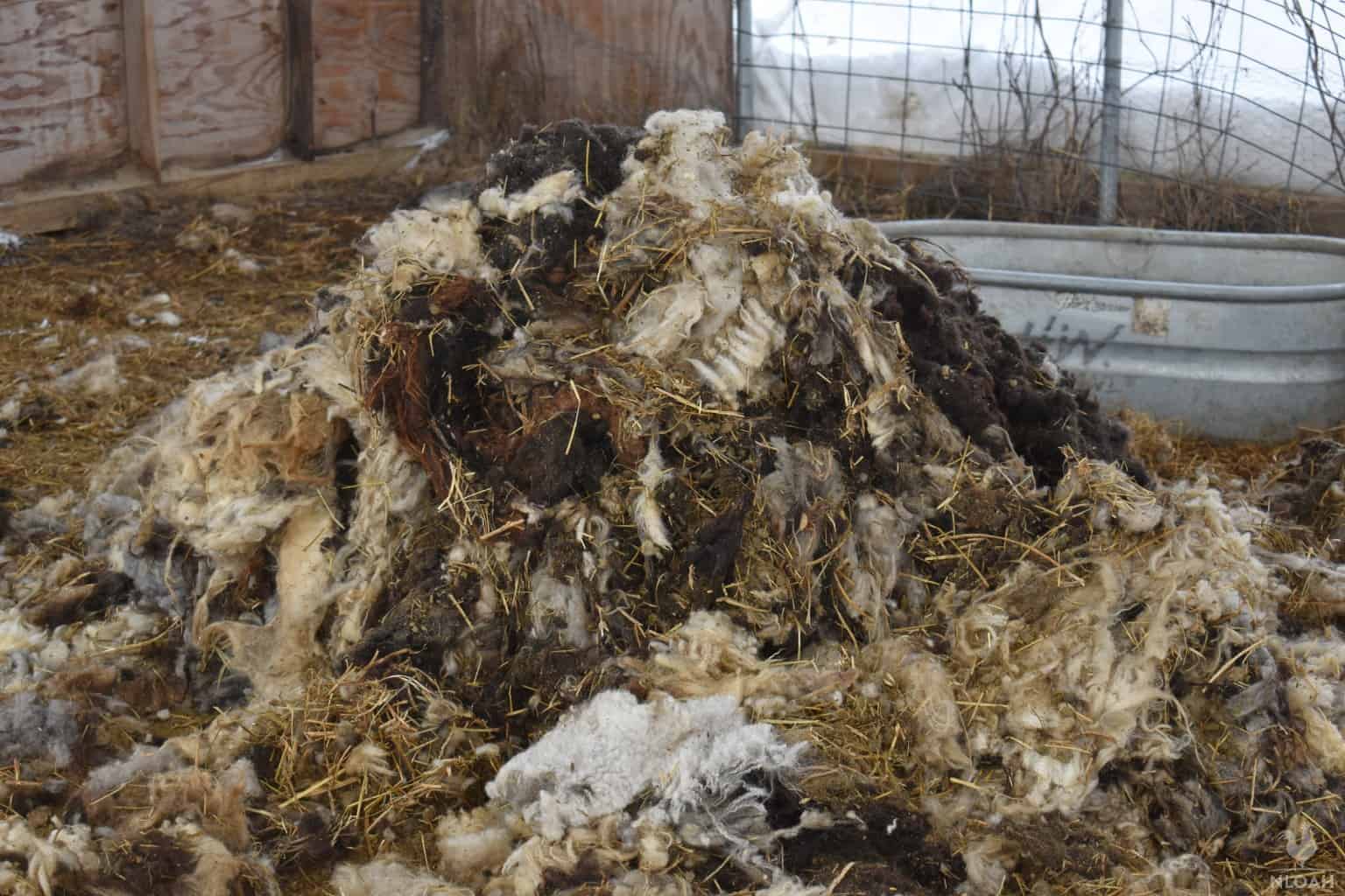 pile of sheared sheep wool