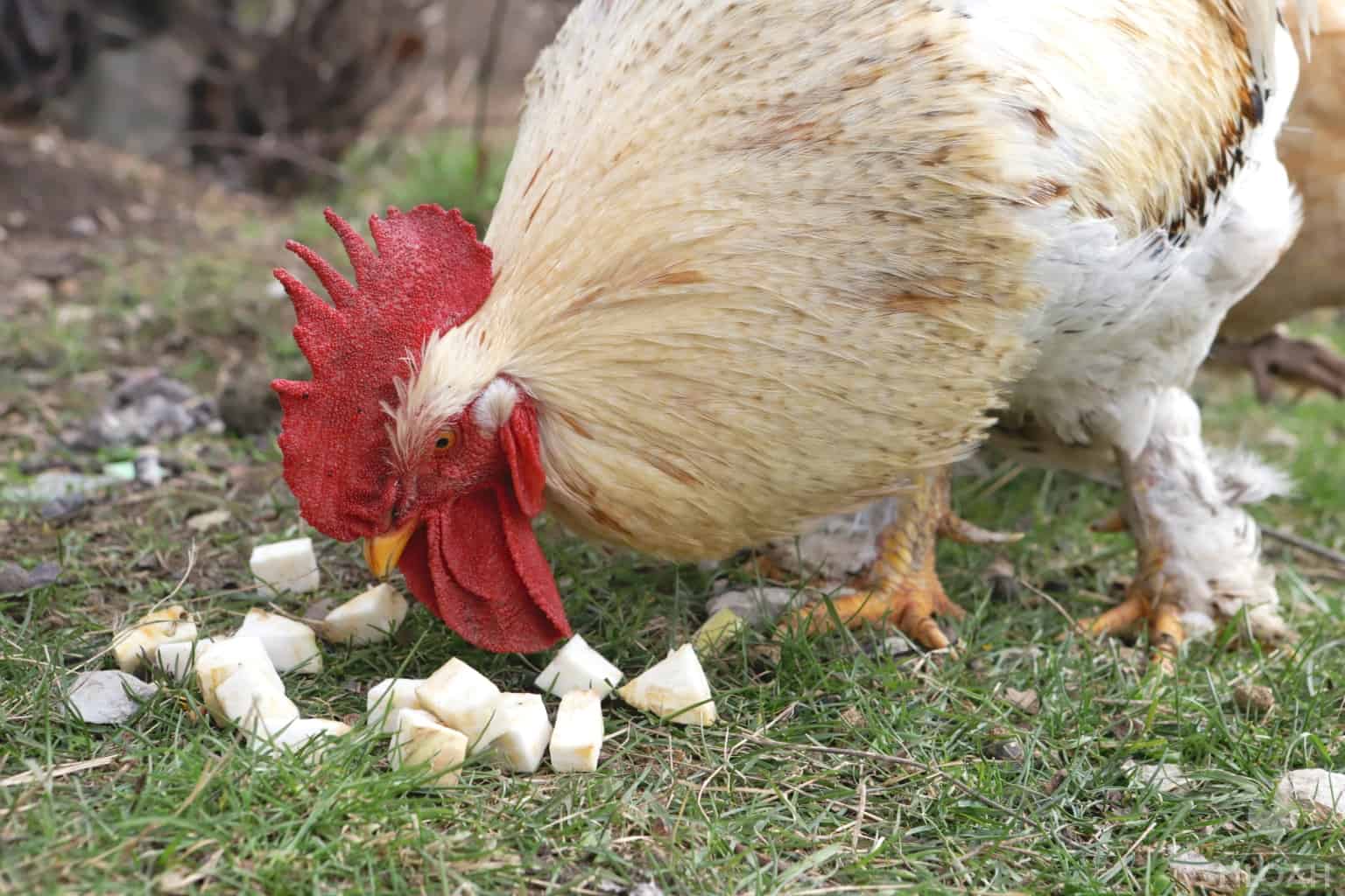 rooster eating chopped celery root