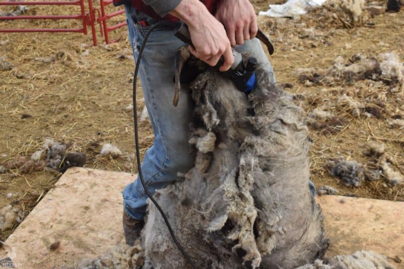 shearing a sheep's back
